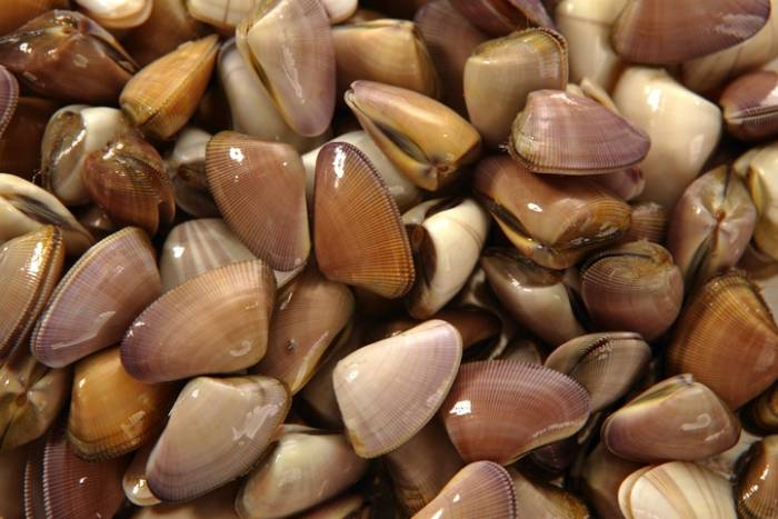 Para limpiar de impurezas y arena los mariscos de concha.