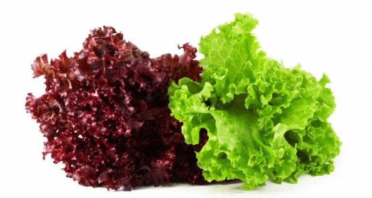 Cortar la lechuga para que no se oxide
