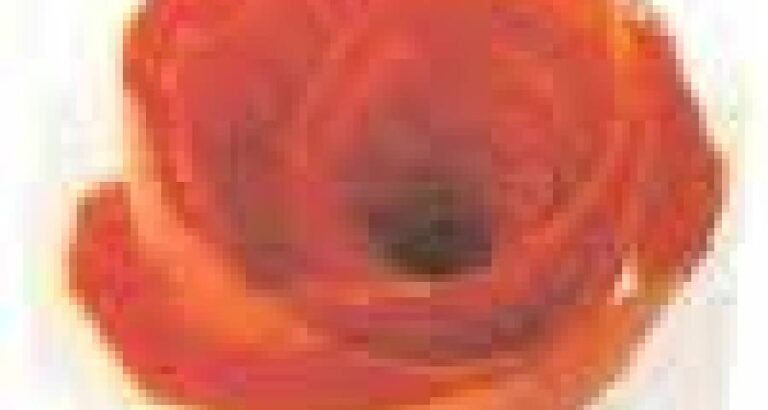 Rosa de tomate