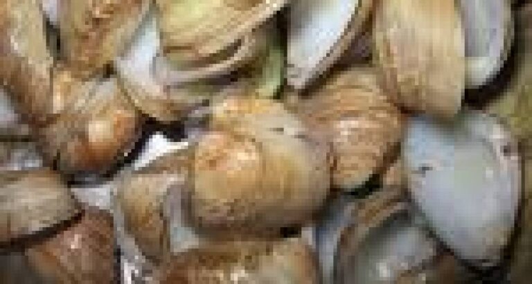 Almejas