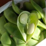 Habas guisadas