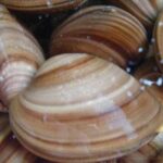 Crema de almejas casera