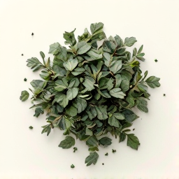 Laurel