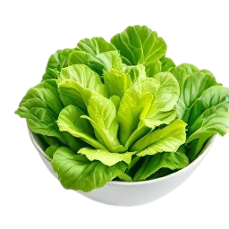 canonigos
