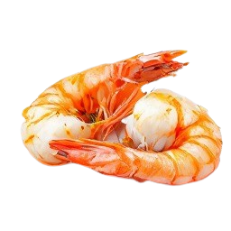 cigalas