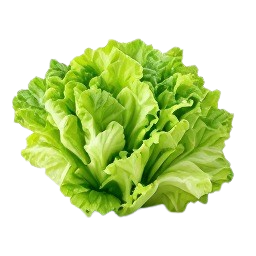 lechuga