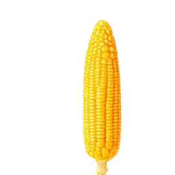 maiz
